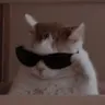 Profile picture of miniz