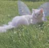 Profile picture of Khalisha S.